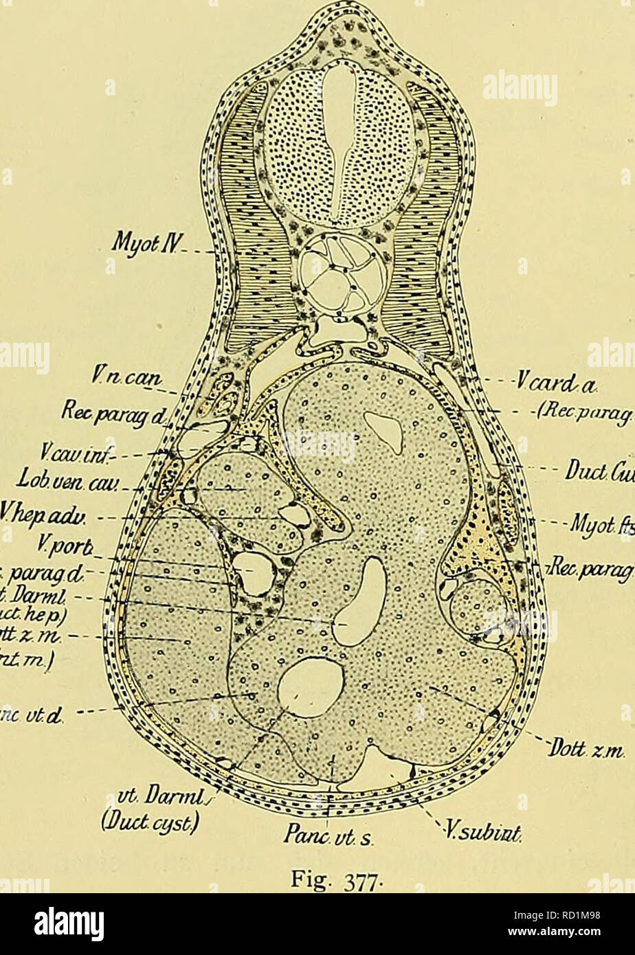 . Denkschriften der MedicinischNaturwissenschaftlichen Gesellschaft zu