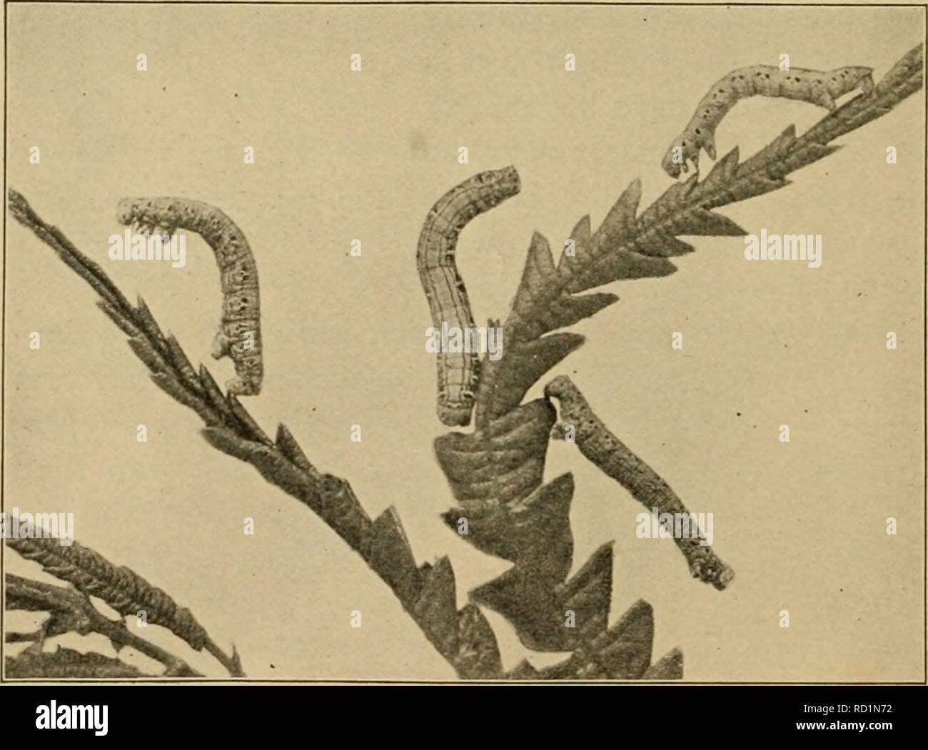 . Elementary entomology. Entomology. Fig. 307. Caterpillar of A'erice biJeiitata feeding on leaf, showing resemblance of contour to edge of leaf (After Packard). Fig. 308. The chain-dotted geometer feeding on sweet-fern. (Slightly reduced). Please note that these images are extracted from scanned page images that may have been digitally enhanced for readability - coloration and appearance of these illustrations may not perfectly resemble the original work.. Sanderson, Dwight, 1878-1944; Jackson, C. F. (Cicero Floyd), b. 1882; Metcalf Collection (North Carolina State University). NCRS. Boston,  Stock Photo