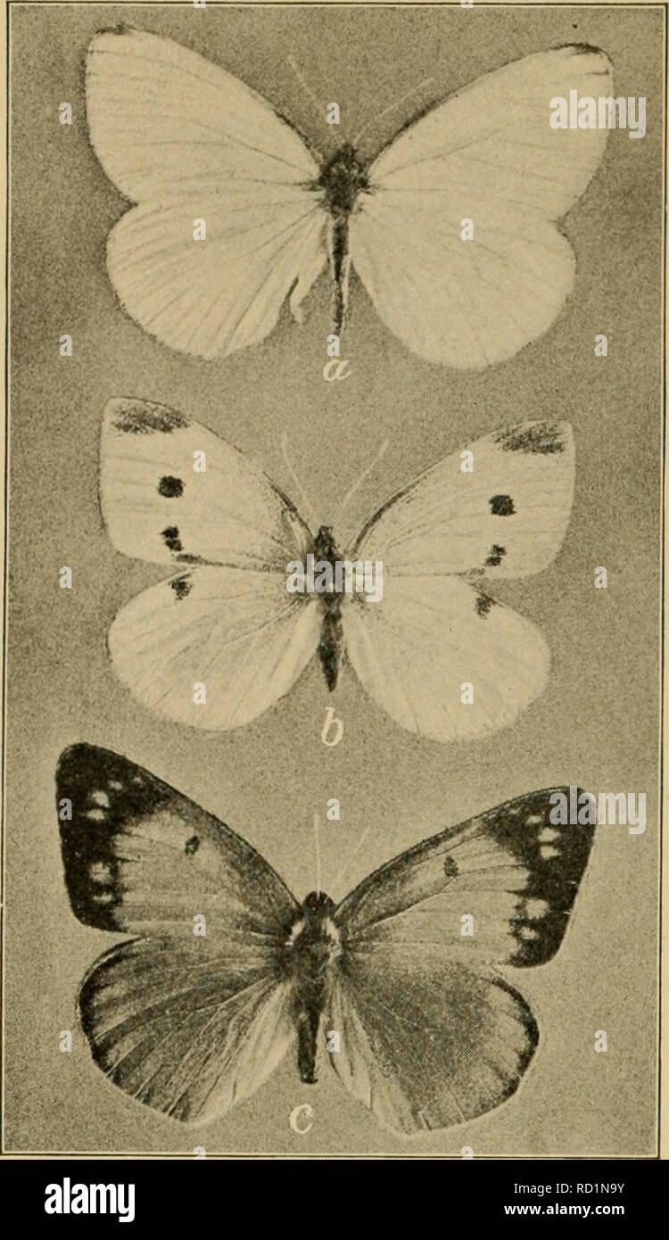 Pierid . Elementary entomology. Entomology. 178 ELEMENTARY ENTOMOLOGY. Fig ...