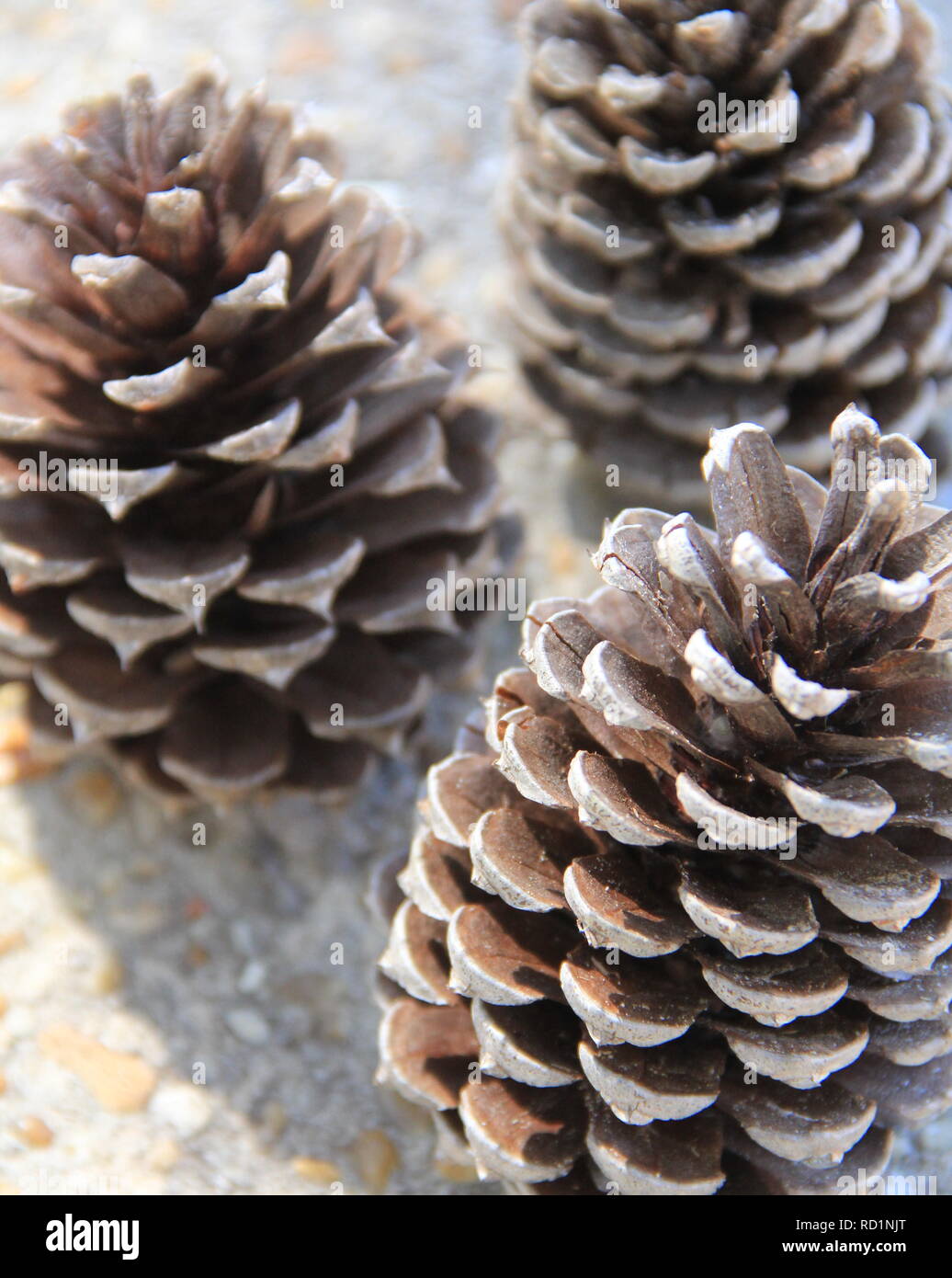 Close-up of three pinecones Stock Photo