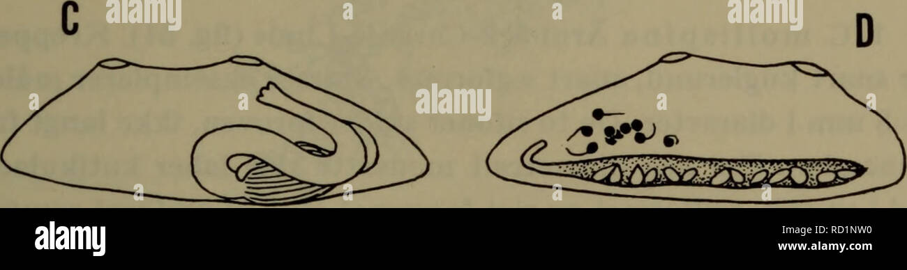 . Danmarks fauna; illustrerede haandbøger over den danske dyreverden... . Fig. 50. Styelidae. Kønsorganerne og deres placering på kappe- væggen hos A Cnemidocarpa mortenseni (højre side), B Polycarpa fibrosa (højre side), C og D Dendrodoa grossularia (venstre og højre side). Efter Van Name. 3. Slægt Cnemidocarpa Huntsman De hunlige og hanlige kønsorganer er forenede i langstrakte, undertiden noget slyngede organer, som, hvis der er flere til stede, er anbragt i en række på hver side af kappehulens væg. Kappetentaklerne på randen af et velum. Oversigt over arterne Et enkelt kønsorgan i hver sid Stock Photo