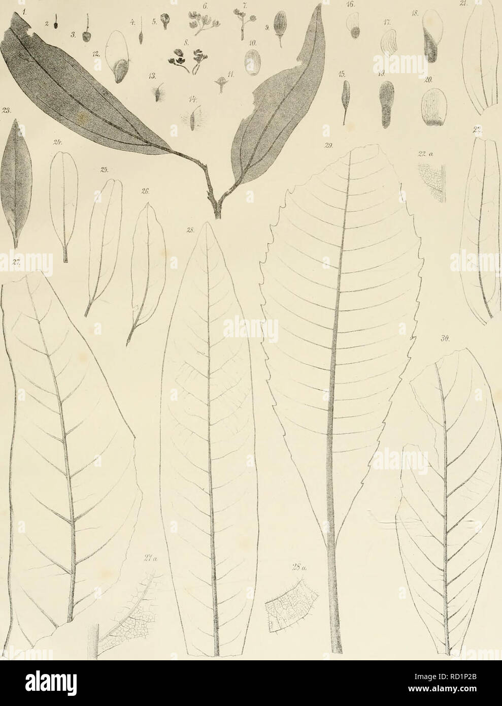 Denkschriften Der Kaiserlichen Akademie Der Wissenschaften Mathematisch Naturwissenschaftliche Classe V Ehin Amp Luuisen Fossile Floivi Von Siie Nr Ihr X Auslcrlkh I B N Nnm Mo Gt Rw Gt Iwb Moiijhzml Im Rnnmu Rvs Uhil V J Ihjrlilh