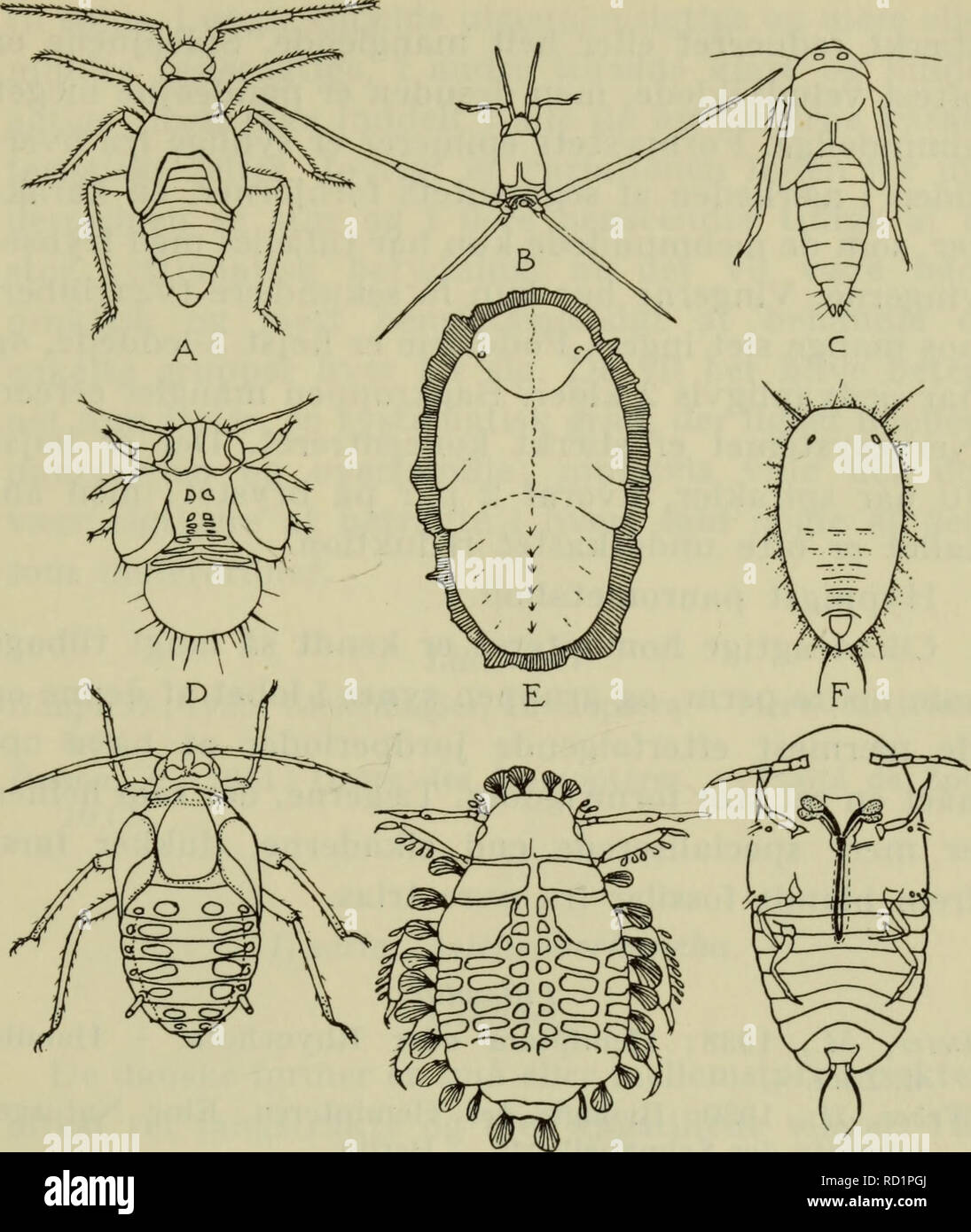 . Danmarks fauna; illustrerede haandbøger over den danske dyreverden... 193. G H r Fig. 66. Larver af næbmunde. A tæge (Plesiocoris rugicollis); B Damtæge (Gerris najas); C cikade (Gicadula sexnotata); D blad- loppe (Psylla pyricola); E bladloppe (Trioza viridula); F mellus (Trialeurodes vaporariorum); G vingebærende bladlus (Aphis fabae); H bladlus (Periphyllus testudinatus); I skjoldlus (Goccus hesperi- dum). A-H set fra oven, I fra undersiden. (Her omtegnet fra for- skellige kilder). mødes snabelskedens rande, der fortil dækkes af over- læben, på organets ventralt vendende side; hos mange h Stock Photo