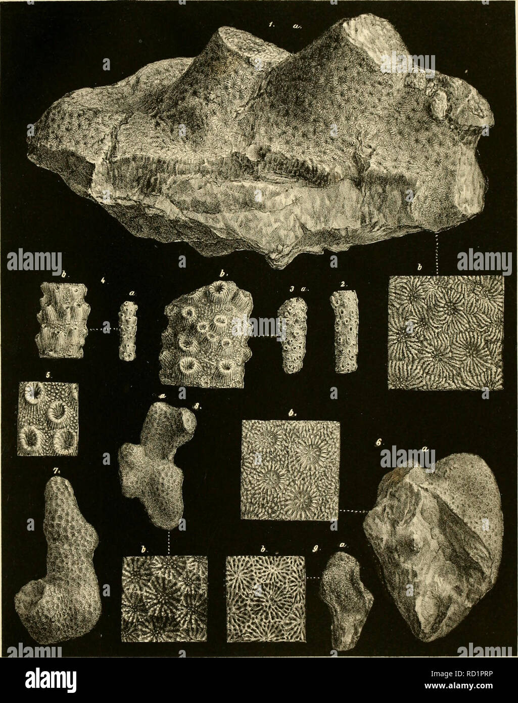 A K M Ali High Resolution Stock Photography And Images Alamy