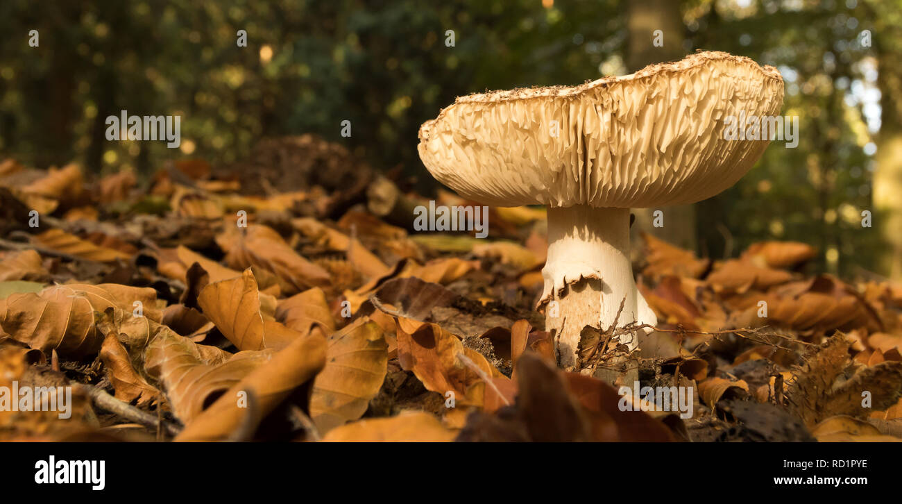 Mushroom growing on forest floor, Putten, Gelderland, Holland Stock Photo
