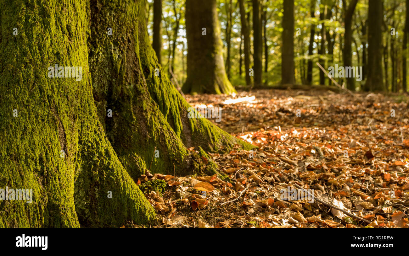 Forest landscape, Putten, Gelderland, Holland Stock Photo
