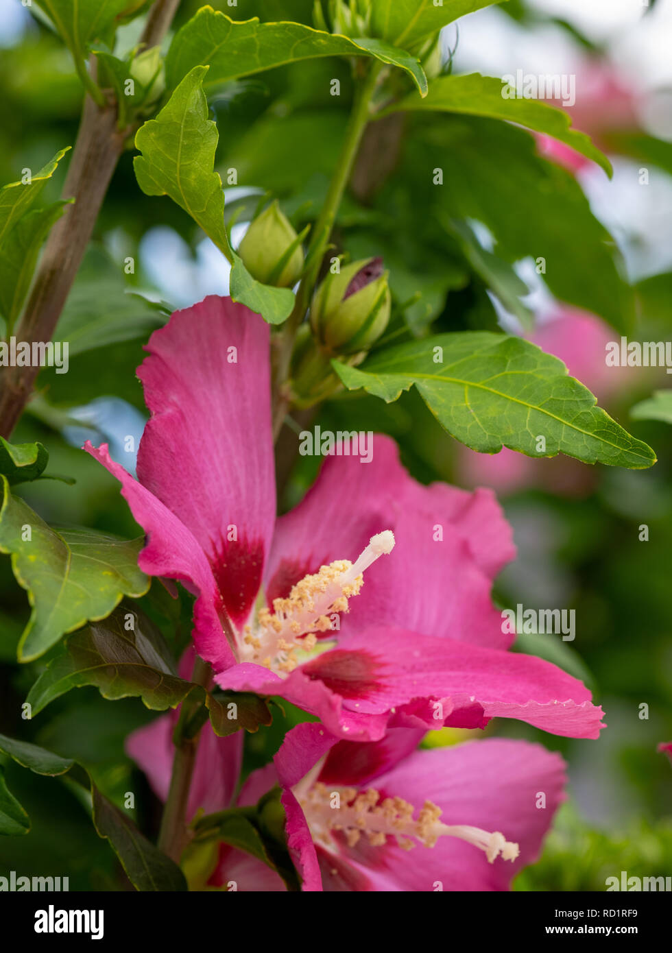 Red hibiscus flowering close hi-res stock photography and images - Alamy