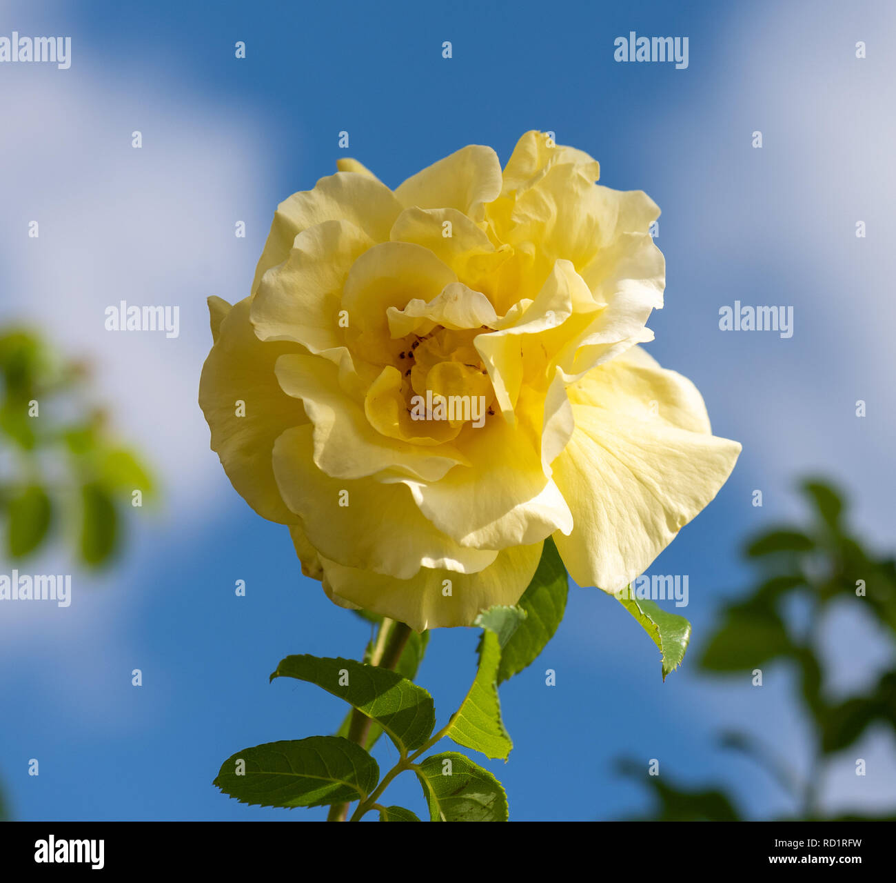 Color outdoor natural floral close up image of a yellow rose ...