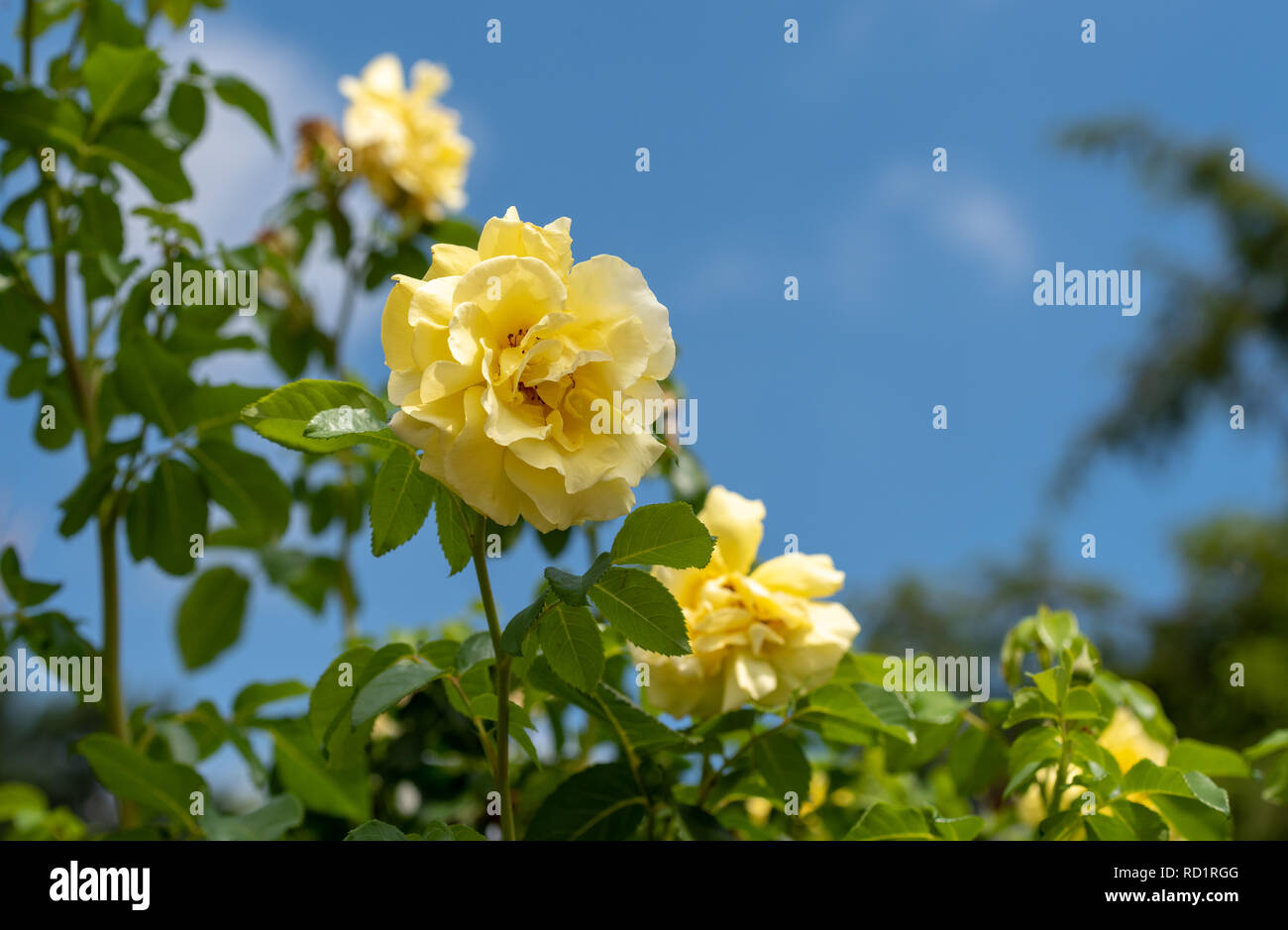 Color outdoor natural floral close up image of yellow rose blossom and