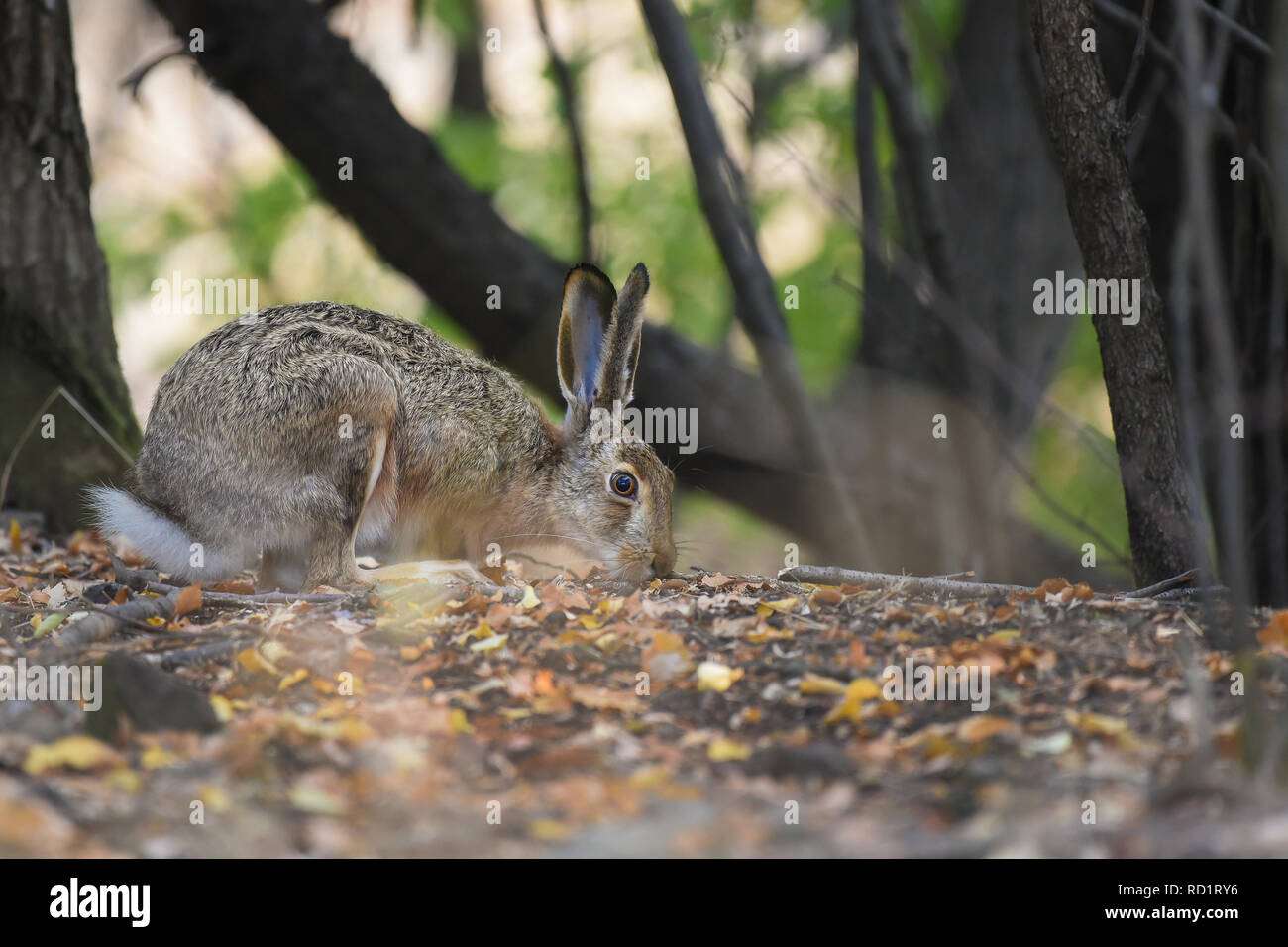 Rabbit in the forest hires stock photography and images Alamy