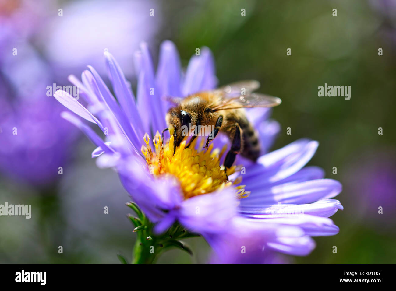 Honeybee (Apis mellifera) on a blossom, Honigbiene (Apis mellifera) auf einer Blüte Stock Photo