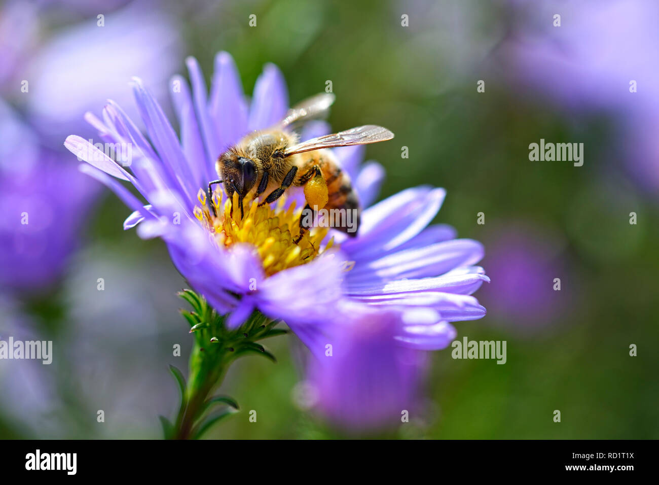 Honeybee (Apis mellifera) on a blossom, Honigbiene (Apis mellifera) auf einer Blüte Stock Photo