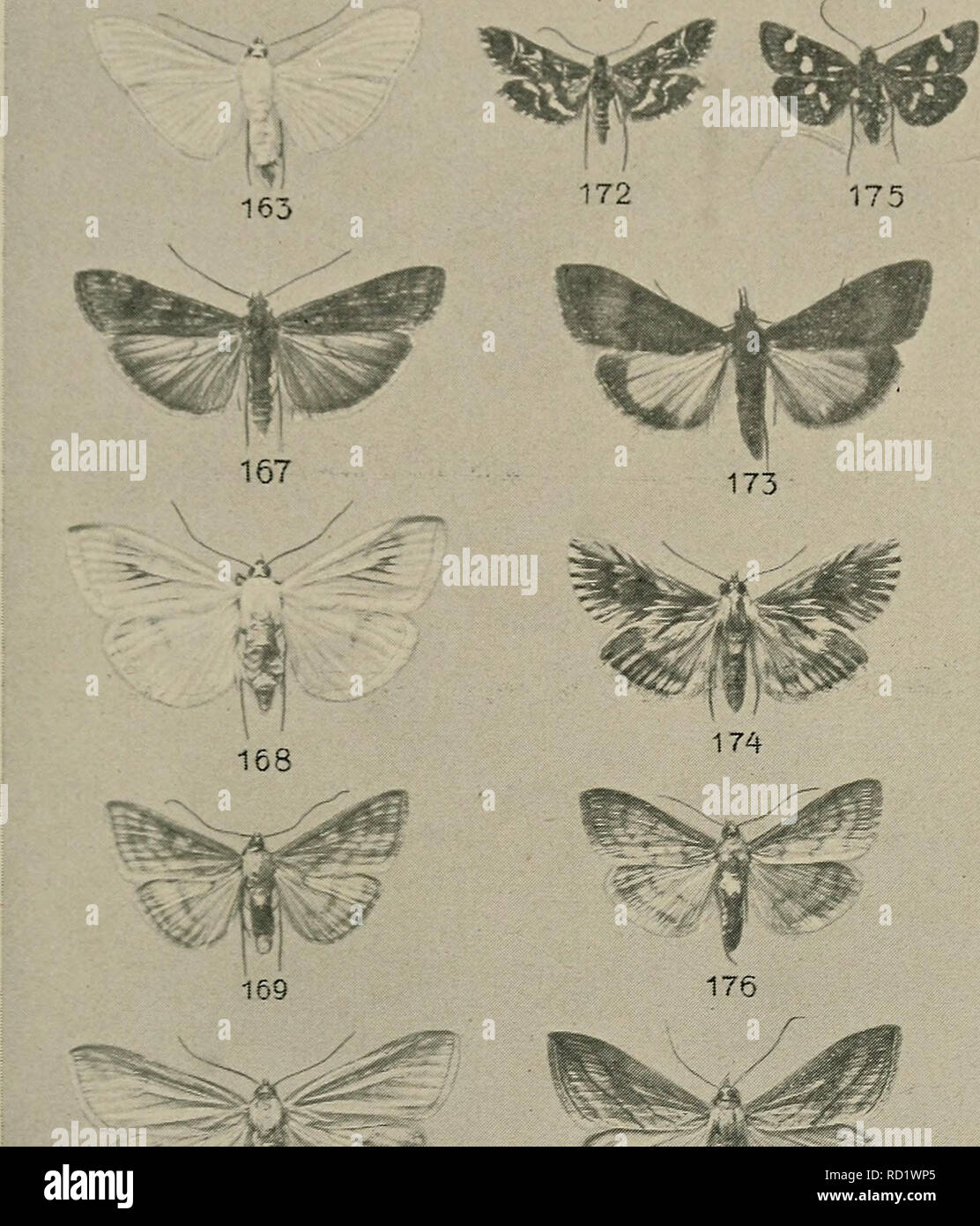 . Danmarks fauna; illustrerede haandbøger over den danske dyreverden... Tavle IX.. 170 177 178 163. G. unionalis. 167. N. noctuella. 168. P. palealis. 169. P. verticalis. 170. P. turbidalis. 171. P. sticticalis. 172. D. litterata. 173. M. polygonalis. 174. C. dentalis. 175. T. pollinalis. 176. M. pandalis. 177. M. forficalis. 178. P. crocealis.. Please note that these images are extracted from scanned page images that may have been digitally enhanced for readability - coloration and appearance of these illustrations may not perfectly resemble the original work.. Dansk naturhistorisk forening.  Stock Photo