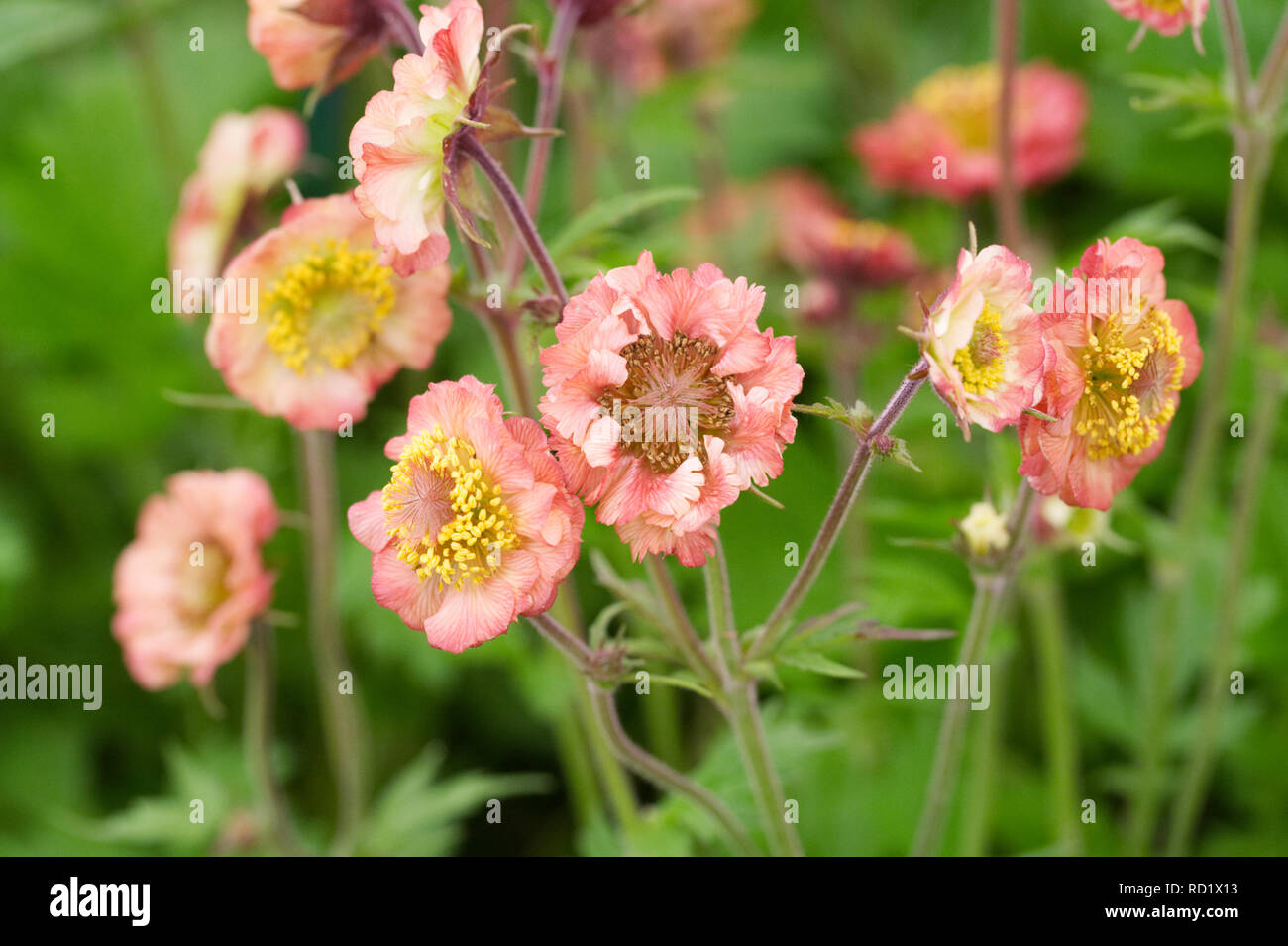 Geum 'Cumbrian Cherrytart' flowers. Stock Photo
