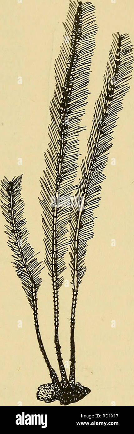 . Danmarks fauna; illustrerede haandbøger over den danske dyreverden... . A B Fig. 67. Kolonier i naturlig Størrelse af: A Nemertesia ramosa, B Nemertesia antennina. (Efter Hincks). [1. Nemertesia antennina (L.) (Antennulåria anten- nina) (Fig. 67 B og 68 A). Koloni indtil ca. 25 cm høj. Fra en tæt Dusk af Sto- loner udgaar flere lange, ugrenede (sjældent svagt gre- nede), tykke, leddelte Stammer, der er monosifone i hele deres Længde. Hvert Led bærer ved sin øverste Ende en. Please note that these images are extracted from scanned page images that may have been digitally enhanced for readabil Stock Photo