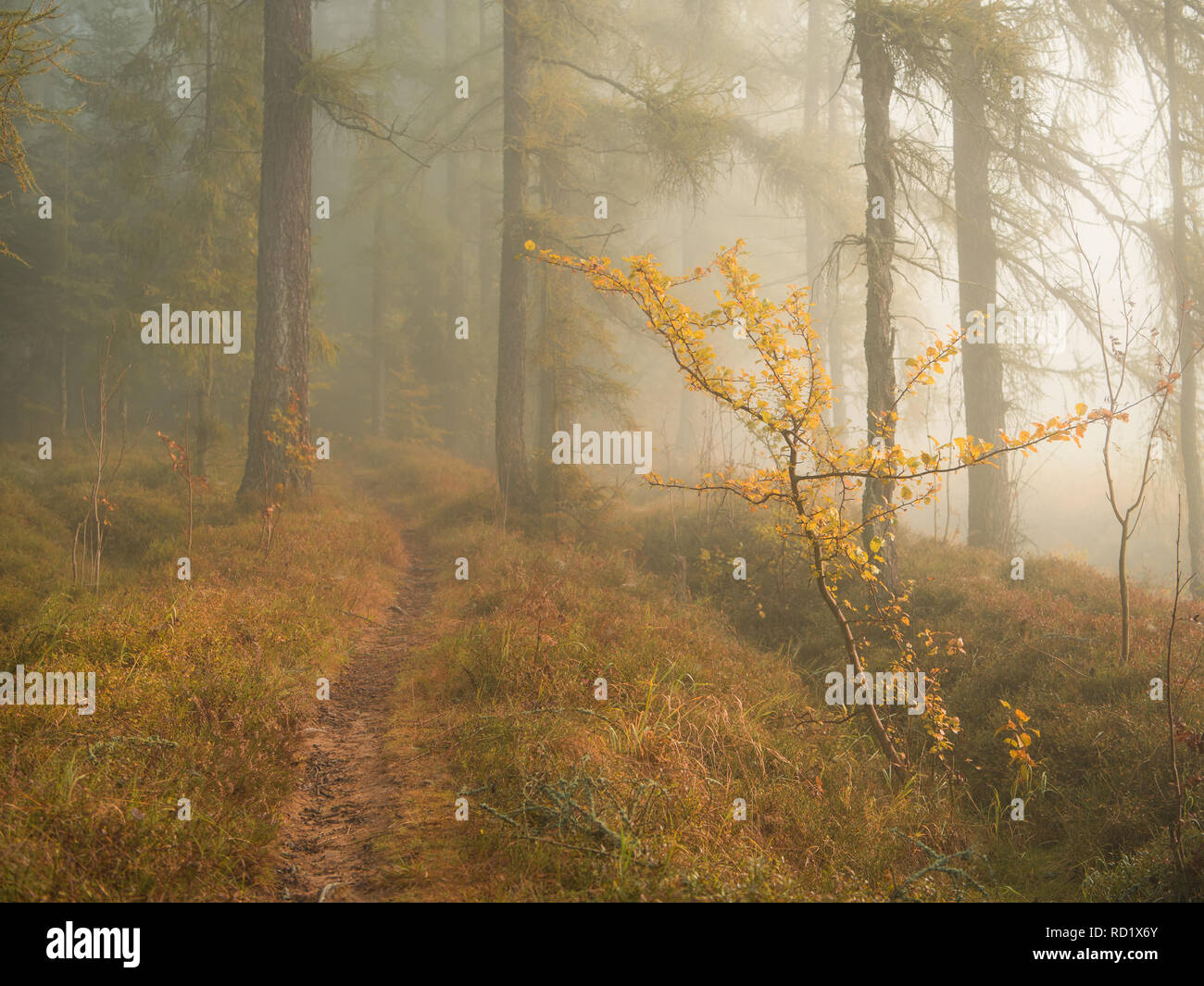 autumn in the forest Stock Photo - Alamy