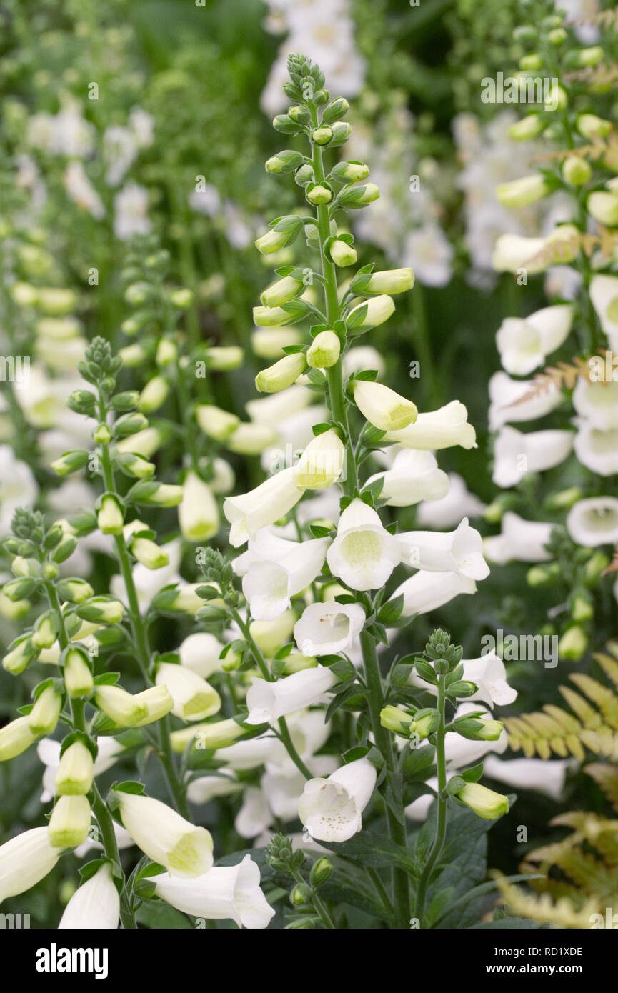 Digitalis blooms hires stock photography and images Alamy