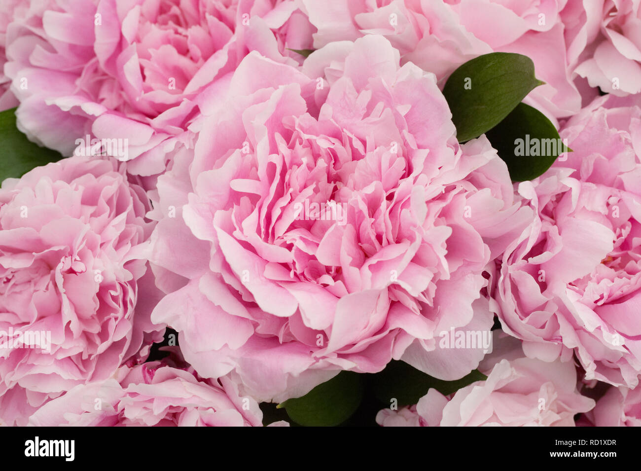 Paeonia 'Sarah Bernhardt' flowers. Stock Photo