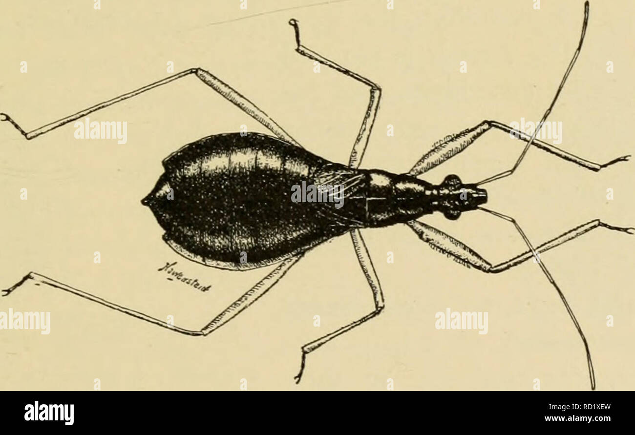 . Elementary entomology. Entomology. Fig. 149. Thread-legged bug {Emesa longipes De G.) (After Lugger) another {Melanolcstcs picipcs), was the subject of considerable newspaper notoriety a few years ago as the kissing bug, since it not infrequently attacks the lips of people while they are asleep. The. Fig. 150. A damsel-bug (Coriscus subcoleoptents Kby.) (After Lugger) thread-legged bugs {Evicsidac) are well described by their name, all of the legs being long and threadlike. The forelegs are fitted for grasping the prey, resembling those of the mantis, and the anten- nae are bent so as to sim Stock Photo