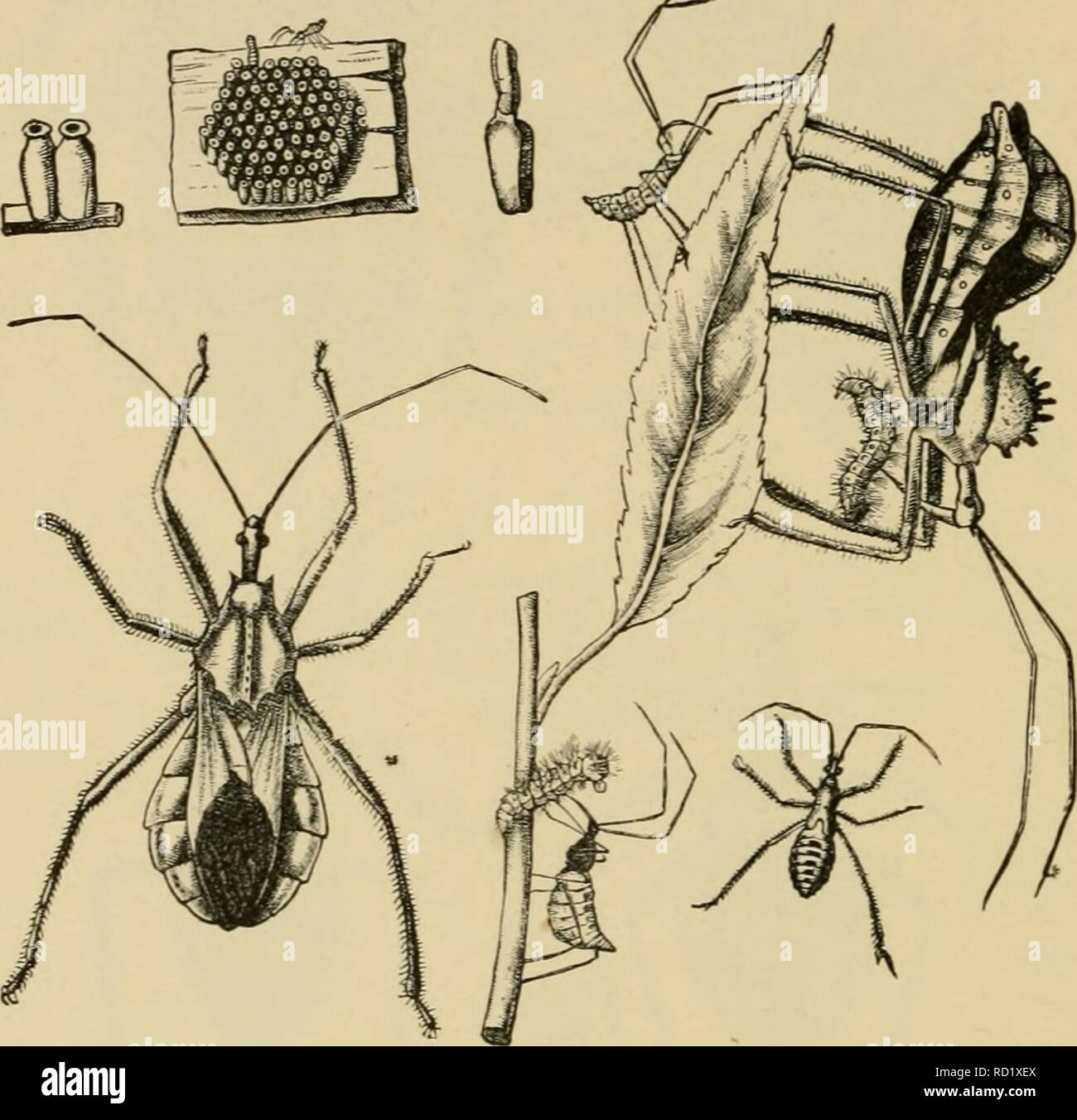 . Elementary entomology. Entomology. I 12 ELEMENTARY ENTOMOLOGY leap ...