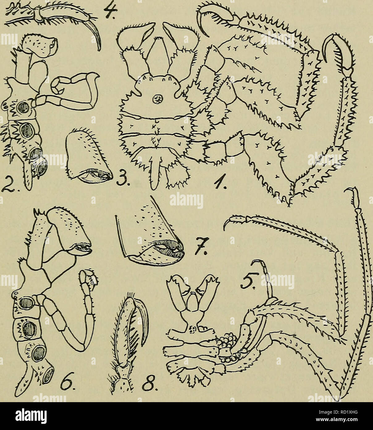 . Danmarks fauna; illustrerede haandbøger over den danske dyreverden... 37 1. Pseudopallérre circulåris (Goodsir) (Ps. inter- média Krøyer, Ps. discoidea Krøyer, Phoxichilus circulåris Norman) (Fig. 11, 1—4). Kroppens Sidefremspring meget brede og næsten sammenstødende, saa at de sammen med det meget korte. Fig. 11. Pseudopallene. 1—4: P. circulåris (1: fra Ryggen, 2: fra højre Side, 3 : Klosaks, 4: Tarseled og Klo). — 5—8: P. spinipes (Fi- gurerne forestiller det samme og i samme Rækkefølge som 1—4).— (1 efter Schimkewitsch 1930, de andre efter G. O. Sars 1891). og brede Hovedsegment danner n Stock Photo
