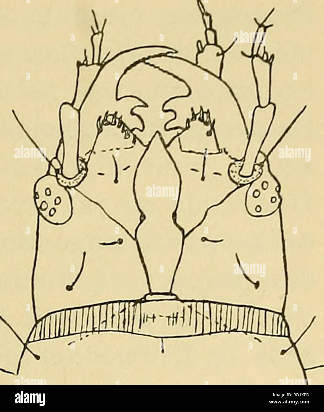 . Danmarks fauna; illustrerede haandbøger over den danske dyreverden... 125 et Par store, trekantede Episto- mallober, der er besat med korte, kraftige, kloagtige Børster. Fron- tale naar bagtil Nakkehullet, og Sømmen mellem Frontale og Epicranierne er derfor blevet til 2 adskilte Sømme. Paa hver Side af Hovedet findes 6 smaa, tæt samlede Oceller. Følehornene har paa det kølleformede 2. Led 2 Vedhæng (foruden 3. Led). Kindbakkerne mangler Knuse- tand og Prostheca, men en Bør- stepensel (Penicillus) kan findes; medens Kindbakkens. Pig. 10. Helophorus aqua- ticus. Hoved. smal, seglformet og ende Stock Photo