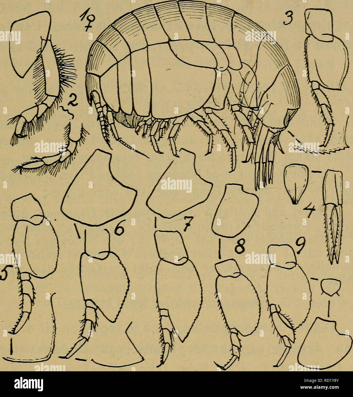 . Danmarks fauna; illustrerede haandbøger over den danske dyreverden... 97 Arten er rimeligvis circumpolar og gaar ikke særlig langt S. f. de arktiske Farvande: i Stillehavet er den dog taget ved Japan, og i Atlanterhavet er Grænsen Massa-. Fig. 17. 1—4: Stegocephalus inflatus (to første Par Ben, 7. Ben, 3. Halefod og Haleplade). — 5: Phippsiella similis (7. Ben, 3. Bag- kropsled). — 6: Stegocephaloides christianiensis (Sidepladen til .4. Ben, 7. Ben, 3. Bagkropsled). — 7: St. auratus (Sidepladen til 4. Ben, 7. Ben). — 8: Andaniexis abyssi (samme Lemmer). — 9: Andani- opsis nordlandica (samme  Stock Photo
