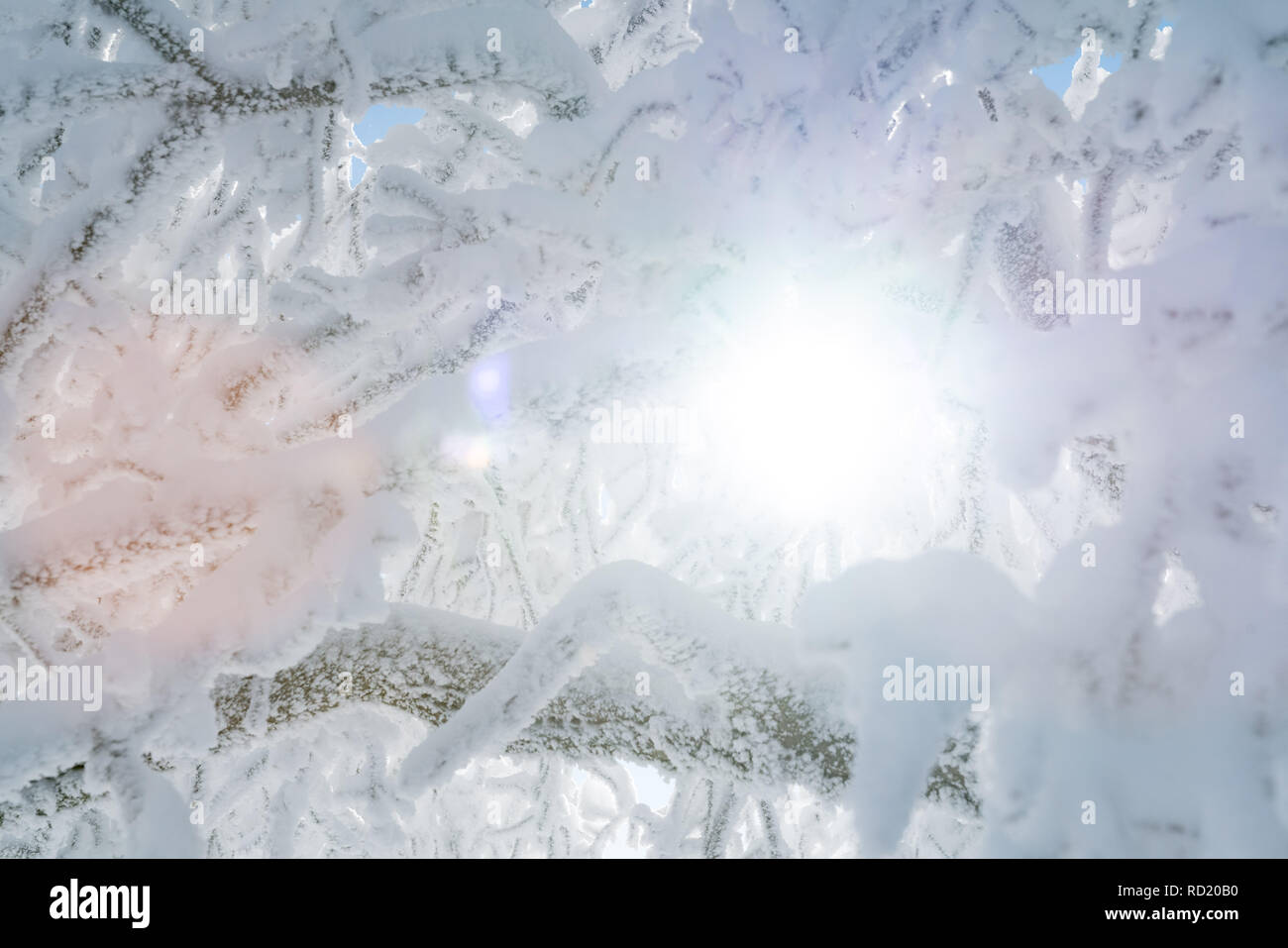 Close up frozen tree sunlight hi-res stock photography and images - Alamy