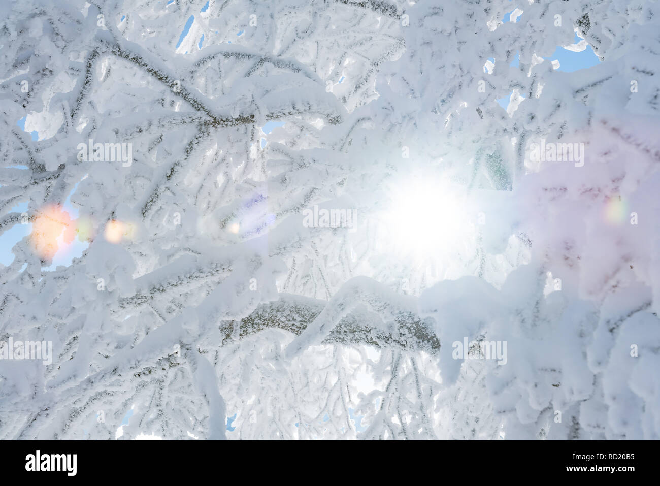 Close up frozen tree sunlight hi-res stock photography and images - Alamy