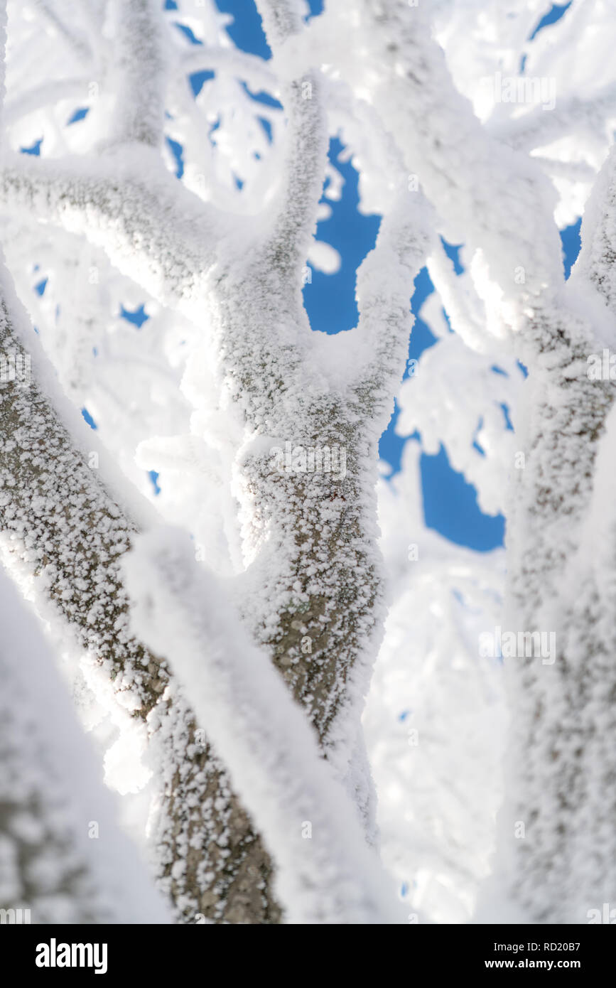 Frozen tree hi-res stock photography and images - Alamy