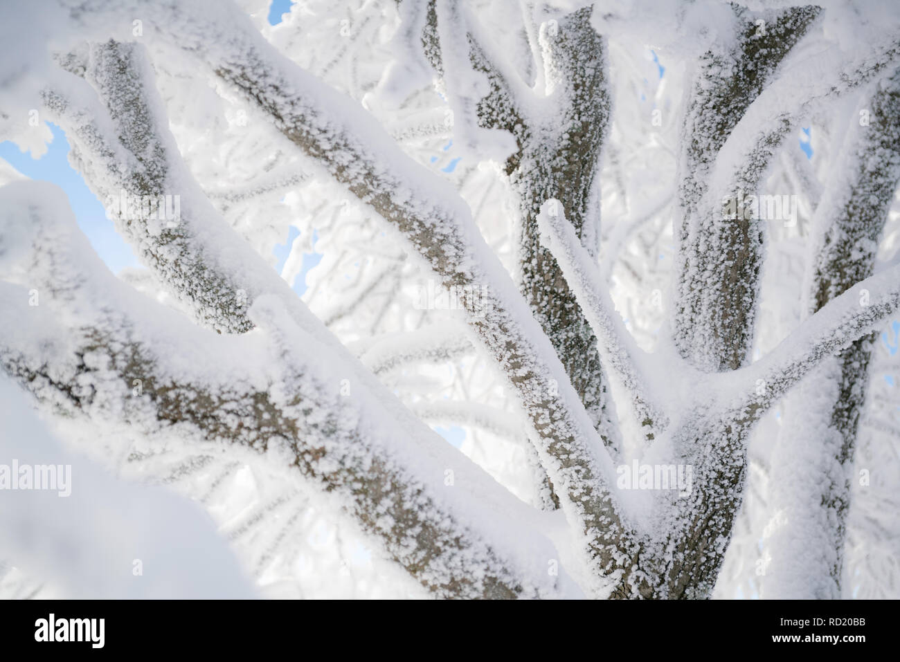 Close up frozen tree sunlight hi-res stock photography and images - Alamy