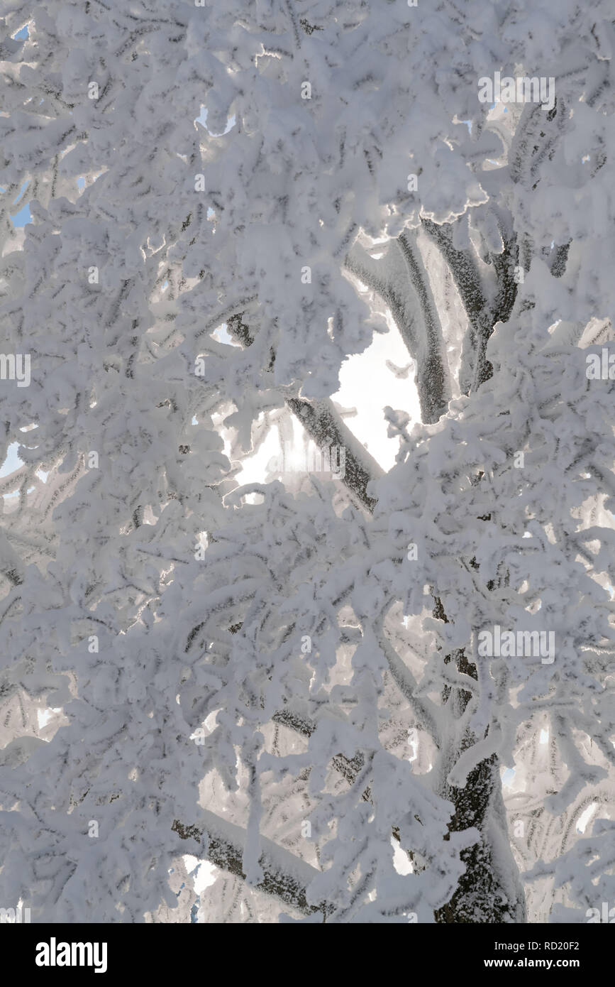 Frozen tree hi-res stock photography and images - Alamy