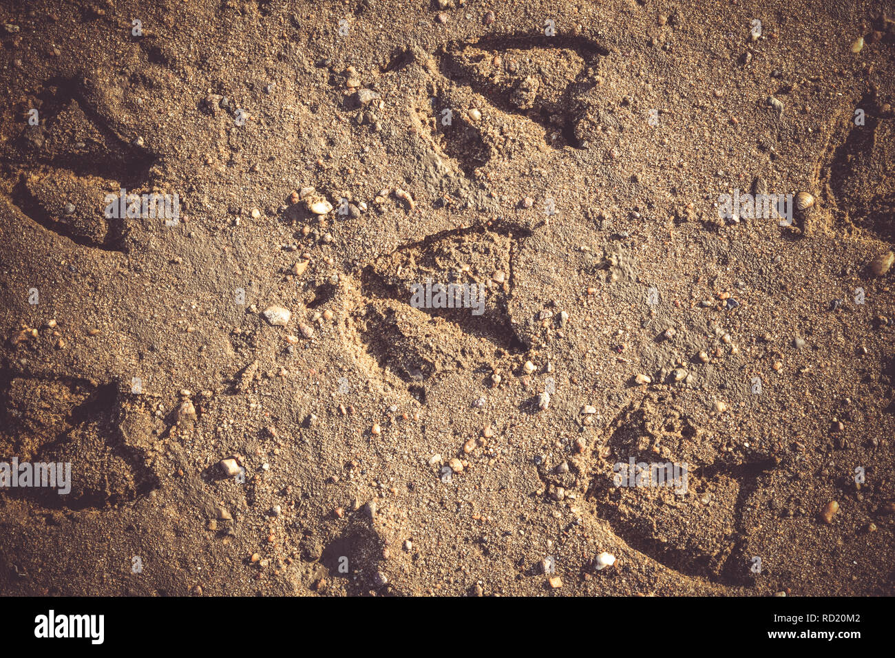 Fussabdruck tiere hi-res stock photography and images - Alamy