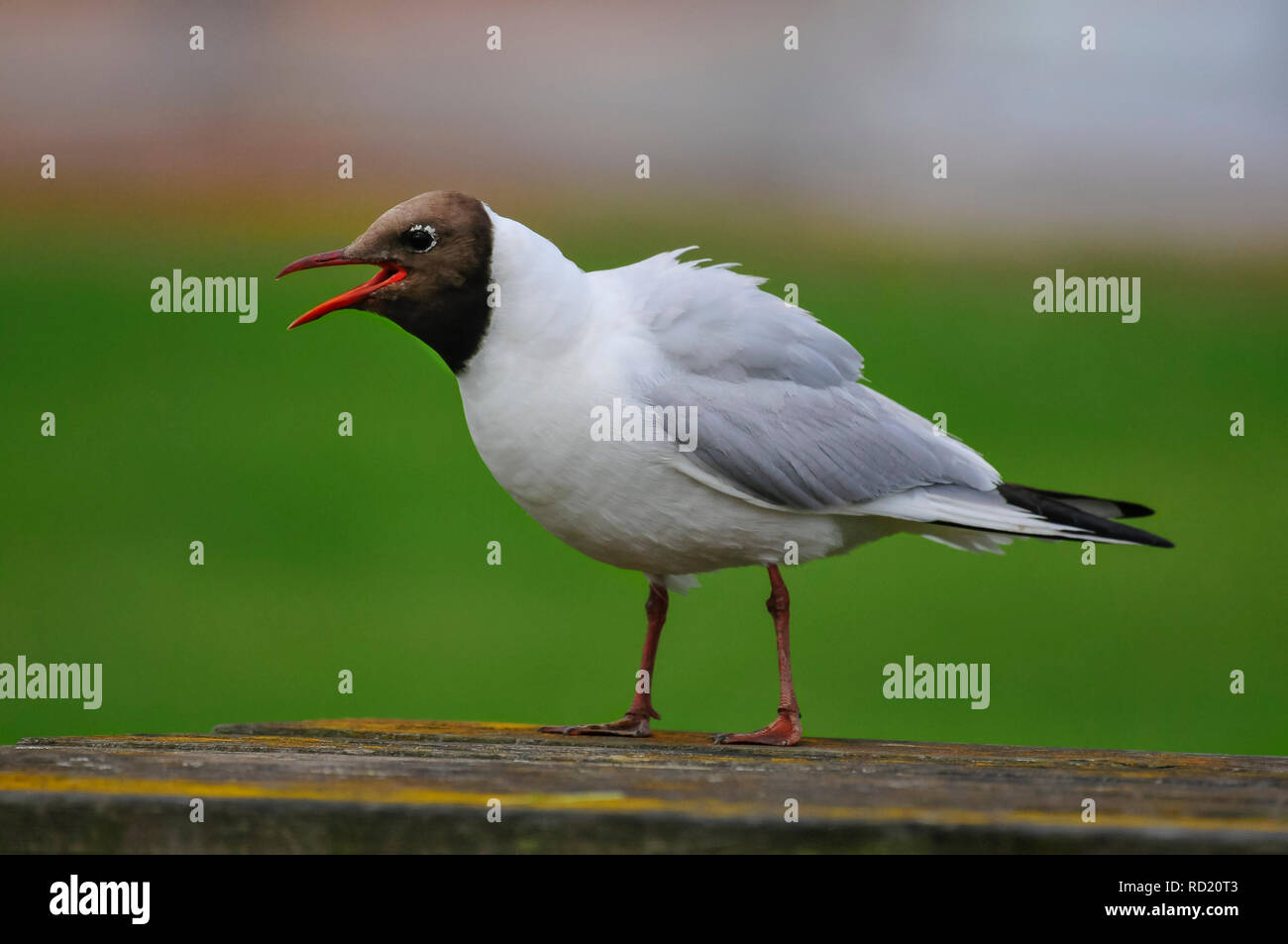 Black-headed Gull at Darts Farm, Devon, UK Stock Photo