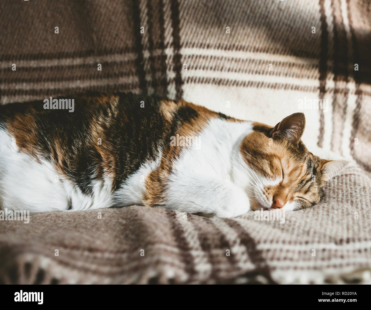 Extremely cute cat deep sleep on the blanket on a warm spring day