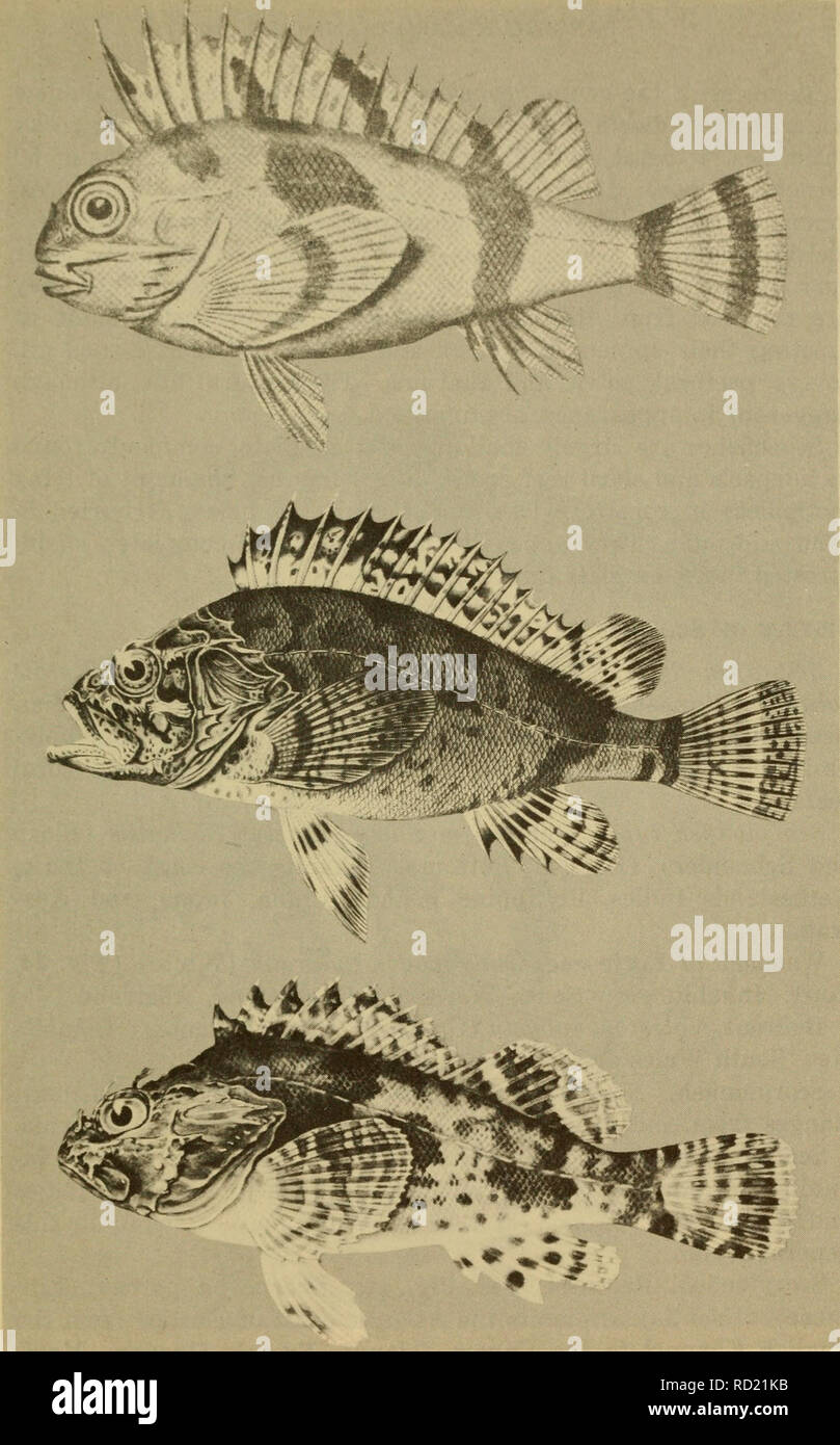 . Dangerous marine animals. Marine animals. Fig. 44. Top: Waspfish or Fortescue, Centropogon australis (White). (From Whitley) Center: Bullrout, Notesthes robusta (Giinther). (After Bleeker) Bottom: Scorpionfish, Scorpaena guttata Girard. (Shirao) 75. Please note that these images are extracted from scanned page images that may have been digitally enhanced for readability - coloration and appearance of these illustrations may not perfectly resemble the original work.. Halstead, Bruce W. Cambridge, Md. , Cornell Maritime Press Stock Photo