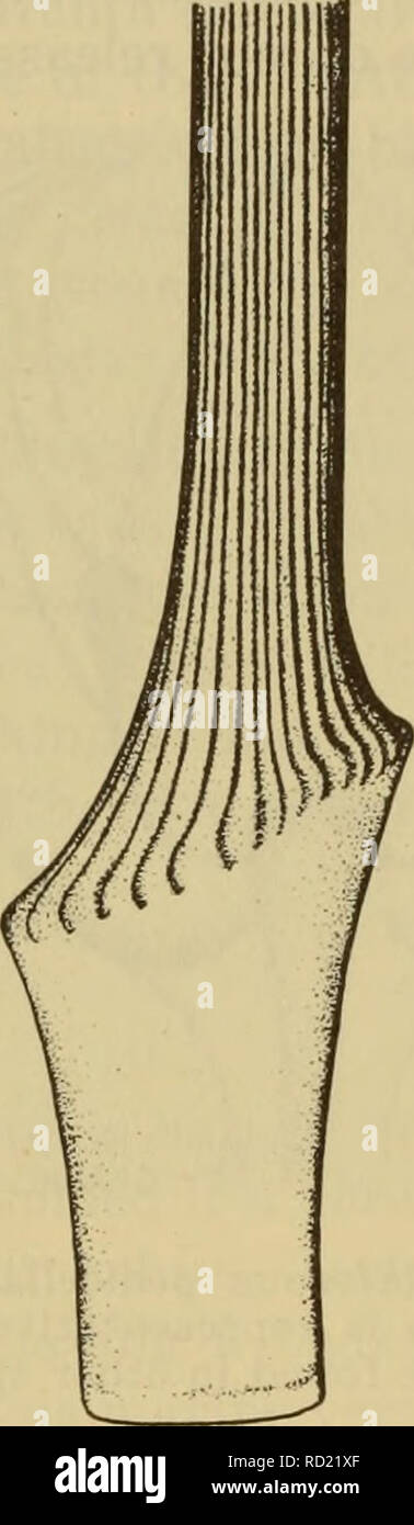 . Dangerous marine animals. Marine animals. SHEATH OF MUSCLE &amp; CONNECTIVE TISSUE. Fig. 24. A venomous aboral spine of the sea urchin, Asthenosoma ijimai. (After Mortensen) of its globe-shaped head, is called the globiferous pedicellariae, and serves as a venom organ. They are comprised of two parts, a ter- minal, swollen, conical head, which is armed with a set of calcareous pincer-like valves or jaws, and a supporting stalk (Fig. 25). The head is attached to the stalk either directly by the muscles, or by a long flexible neck. On the inner side of each valve is found a small elevation pro Stock Photo