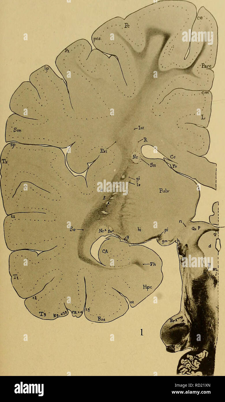 . Denkschriften der Medicinisch-Naturwissenschaftlichen Gesellschaft zu Jena. Beiträge zur Hirnfaserlehre. I. JEN. DENKSCHRIFTEN, Bd. IX. O.Vogt, Neurobiol irbeiten, Bd.I, Tat. L06.. Please note that these images are extracted from scanned page images that may have been digitally enhanced for readability - coloration and appearance of these illustrations may not perfectly resemble the original work.. Medizinisch-naturwissenschaftliche Gesellschaft zu Jena. Stock Photo