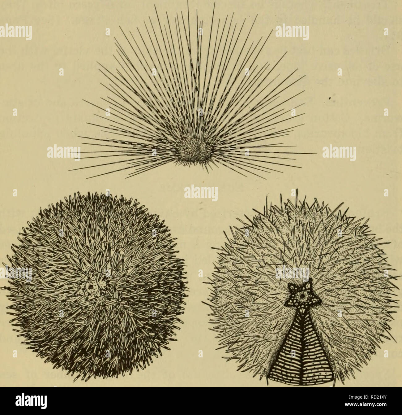 . Dangerous marine animals. Marine animals. 50 DANGEROUS MARINE ANIMALS Venom Apparatus of Sea Urchins. The venom apparatus of sea urchins is believed to consist of their hollow venom-filled spines, and the globiferous pedicellariae. However, usually only one or the other is present within a single species of sea urchin.&quot;. Fig. 23. Top: Black long-spined sea urchin, Diadema setosum (Leske). Bottom left: Sea Urchin, Toxopneustes elegans Doderlein. Bottom right: Sea Urchin, Asthenosoma ijimai Yoshiwara. Part of the outer covering has been removed to show the test beneath. (Kreuzinger) Spine Stock Photo