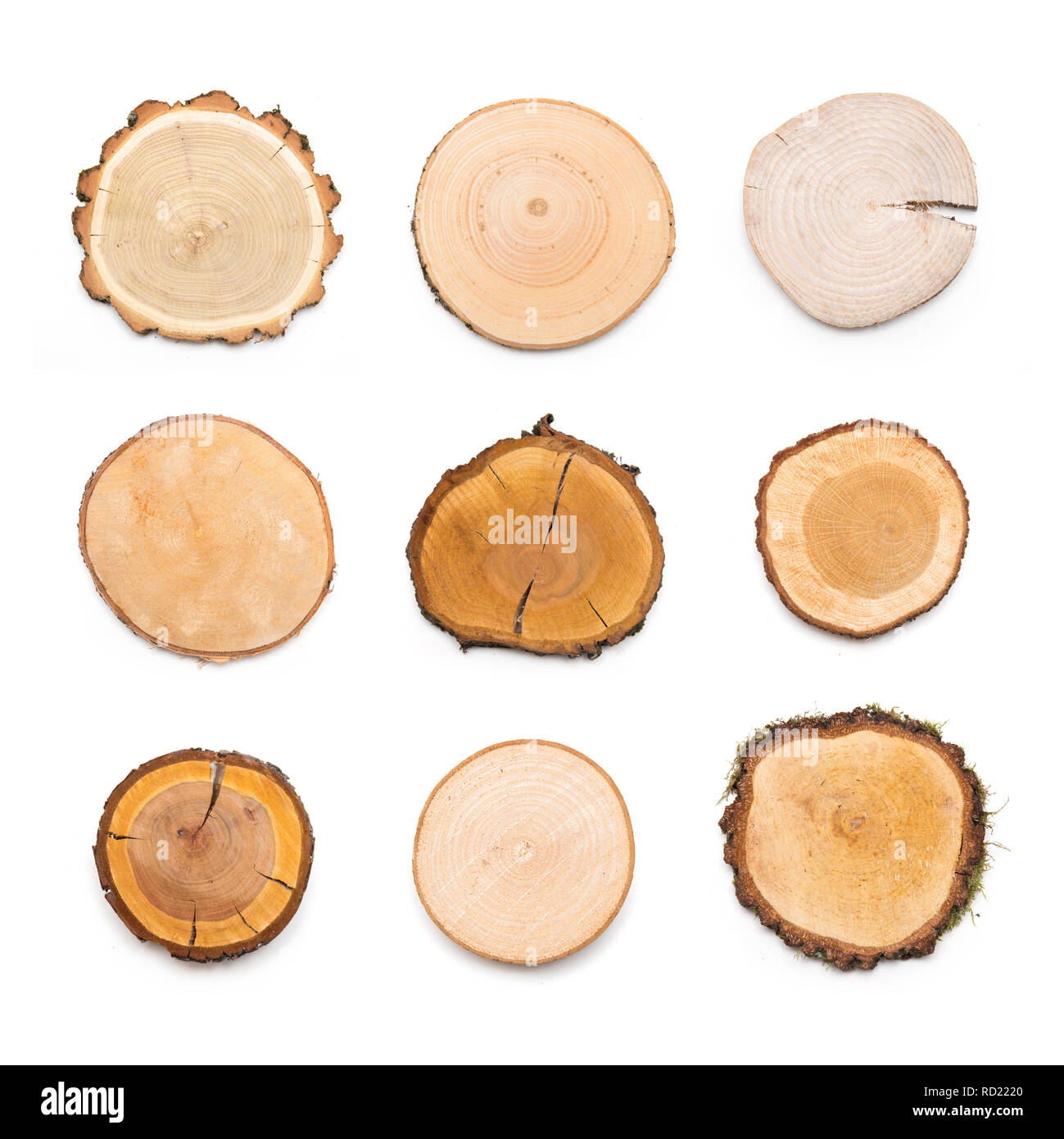 A slices of different wood types representing profile of cut tree. Pieces of wood isolated on white background. Stock Photo
