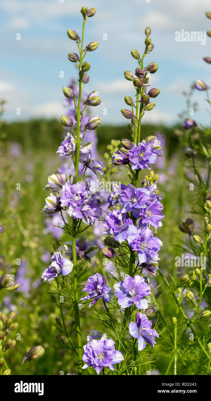 Delphiniums Growing In A Field - Wick, Pershore, Worcestershire. UK Stock Photo
