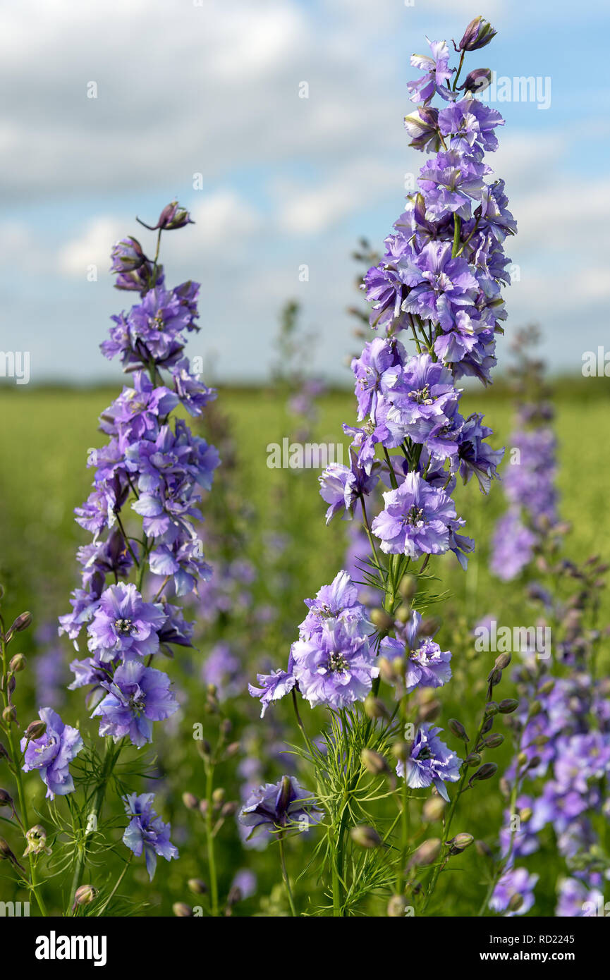 Delphiniums Growing In A Field - Wick, Pershore, Worcestershire. UK Stock Photo