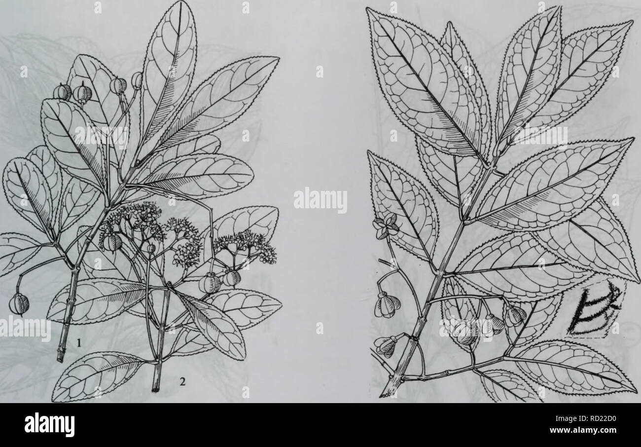 . da bie shan zhi wu zhi. botany. å «äº ãå«çç§Celastraceae 687. å¾974æ¶è³è¤ å¾975è¥¿åå«ç 1.ææï¼2.è±æ ææï¼åå¶èèæå¾®æ¯ 4. è¥¿åå«çï¼å¾975) Euonymus hamiltonianus Wall, ex Roxb. å¸¸ç»¿å°ä¹æ¨ï¼é«è¾¾10ç±³ãææ æ¨æ ç¿ ï¼ç¨å°ææ4æ¡æçªæ¨æ æ£±ãå¶å¯¹çï¼é©è´¨ï¼é¿å ç¶æ¤-åå½¢è³å®½æ«éå½¢ï¼é¿712åç±³ï¼å®½37åç±³ï¼å ç«¯æ¥å°ææ¸å°ï¼åºé¨å®½åï¼è¾¹ç¼å ·ç² æµ é½¿ï¼å¶èé¢ä¾§èåç½èç¨å¸èµ·ï¼æ²¿èæç-æ¯ï¼å¶æç²ï¼é¿1.52åç±³ãèä¼è±åºå¸¸23å åæï¼è±åºæ¢é¿12. 5åç±³ï¼è±4æ°ï¼ç´å¾çº¦1åç±³ï¼è±ä¸ç»é¿ï¼è±è¯ç´«è²ãè´æåä¸è§å½¢ï¼ å¾11.5åç±³ï¼ä¸é¨4æµ è£ï¼ç§å-å ·æ©çº¢è²åç§ç®ãè±æ56æï¼ææ9  10æã äº§å¤§å«å±±åºéå±±ãéå¯¨å¤©å å¯¨ç-å°ãçäºæµ·æ300   Stock Photo