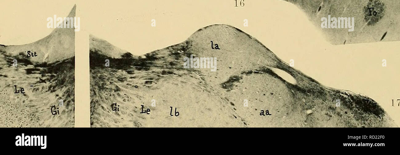 . Denkschriften der Medicinisch-Naturwissenschaftlichen Gesellschaft zu Jena. rnb va,  , V H vb 19 aa.. ib i vant '.'rt-'-i'.--' veuit. ,.-. '^•Ks ?* .-9,. i.. Please note that these images are extracted from scanned page images that may have been digitally enhanced for readability - coloration and appearance of these illustrations may not perfectly resemble the original work.. Medizinisch-naturwissenschaftliche Gesellschaft zu Jena. Stock Photo