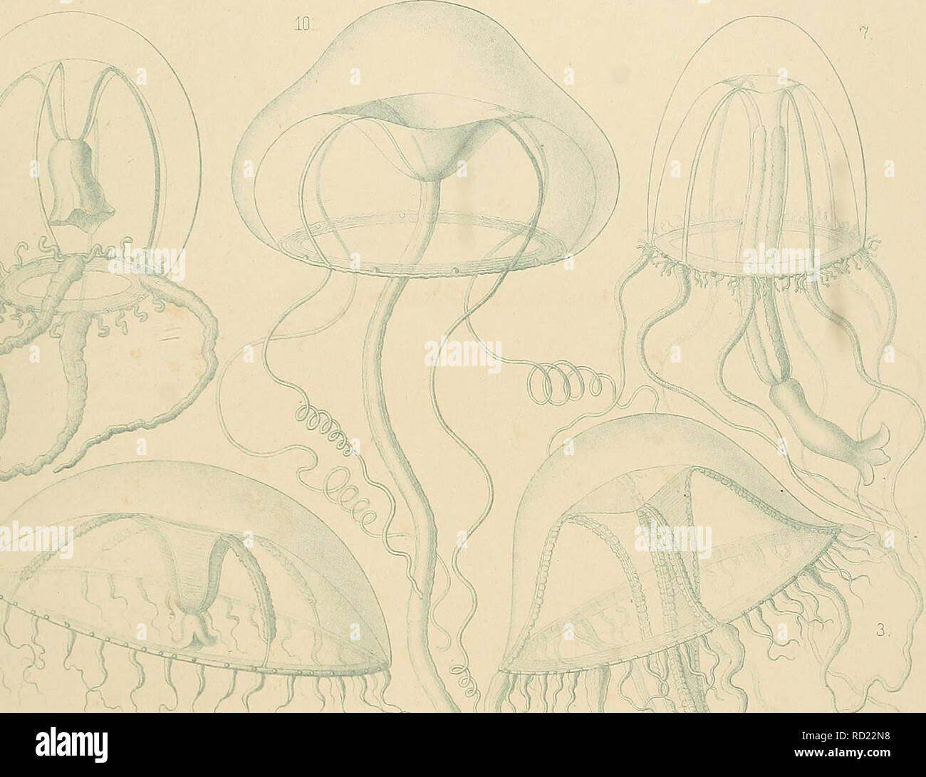 . Denkschriften der Medicinisch-Naturwissenschaftlichen Gesellschaft zu Jena. Bil. EEPTOMEDUSAE M . , Taf XII. .. vi iP =. Please note that these images are extracted from scanned page images that may have been digitally enhanced for readability - coloration and appearance of these illustrations may not perfectly resemble the original work.. Medizinisch-naturwissenschaftliche Gesellschaft zu Jena. Stock Photo