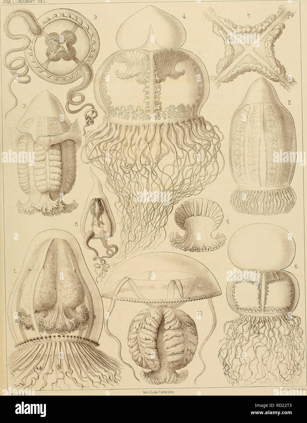 . Denkschriften der Medicinisch-Naturwissenschaftlichen Gesellschaft zu Jena. jBM..DMSCHRIFT.BdL ANTHOMEDUSAE Taf.IV. E.Haeckel de Verl.v.Guslav Fisch erjena, l.Coffls 2.3. Turms, 4-7. Catablema., Ö.Oinem*, 10. Stomotoca. LlthAnsl'.Y.E.SitenhJena. Please note that these images are extracted from scanned page images that may have been digitally enhanced for readability - coloration and appearance of these illustrations may not perfectly resemble the original work.. Medizinisch-naturwissenschaftliche Gesellschaft zu Jena. Stock Photo