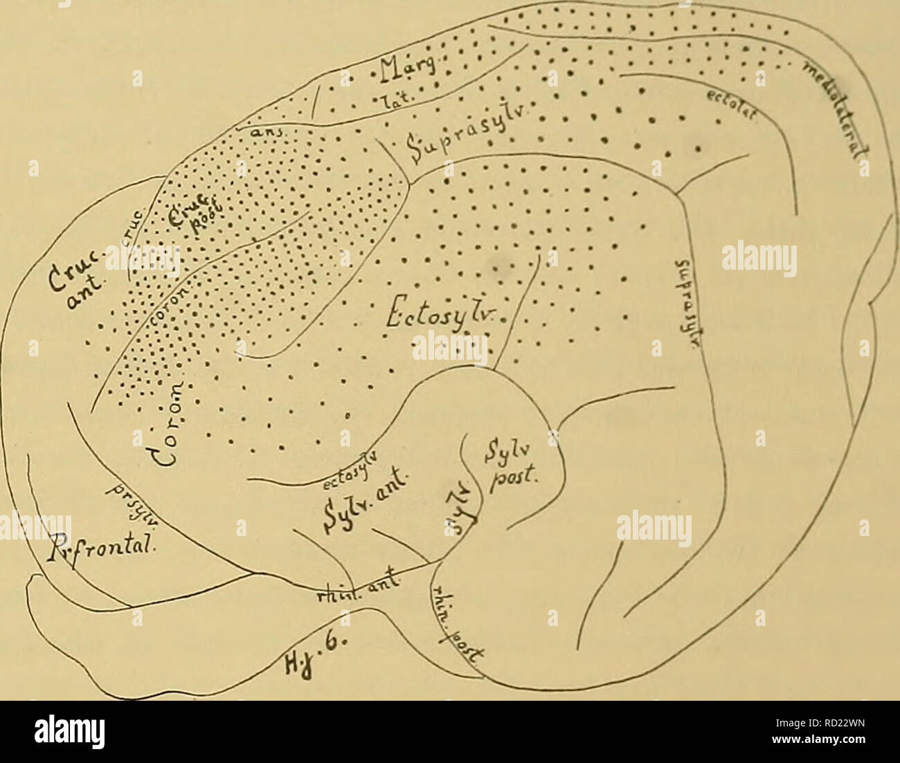 . Denkschriften der Medicinisch-Naturwissenschaftlichen Gesellschaft zu Jena. Zur Erforschung der I [irnfaserung, &lt;*, opticus. Wir haben dann noch zu constatiren, dass in der Pars ventralis lameUae externae ..,„1 dei anstossenden Partie des Nucleus ventralis thalami markhaltige Fasern vorhanden sind, während der mediale Theil der Capsula dorsalis nuclei peduncularis noch markfrei ist. Taf. 35, Fig. 5 ist, soweit sie markhaltige Fasern enthält, in Taf. 35, Fig. 6 vergrößert dar| Wir sehen, wie die Pars posterior segmenii posterioris capsulae internae noch arm an markhaltigen I a Dagegen find Stock Photo