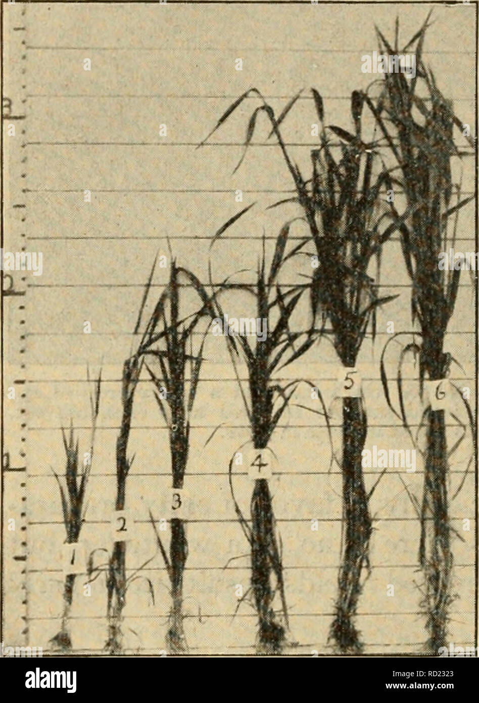 . Elementary principles of agriculture : a text book for the common schools. Agriculture. 312 Elementary Principles of Agriculture 449. Green Manuring. (See ^ 131). Prof. Shaw of the Cahfornia Experiment Station, reports the following results which show the possibilities of deep plowing, and a single green manur- ing on sandy soils naturally lacking in the qualities that humus gives. First a number of plots were summer fallowed, and in the fall plowed to a depth of 6 inches, harrowed and seeded as indicated in the table, except No. 1, which was so^vn to wheat continuously and only double disce Stock Photo
