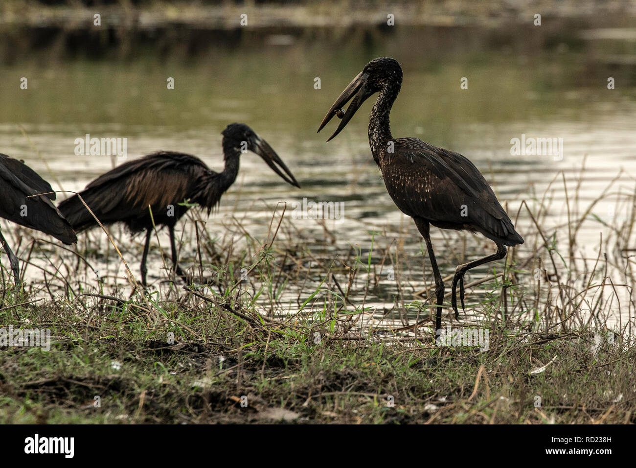 African open-billed storks - African openbill - Anastomus lamelligerus - with shellfish or snails by the Chobe River. Stock Photo