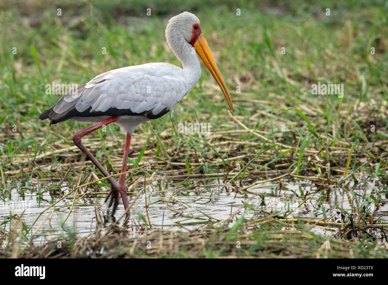 The yellow-billed stork, wood stork or wood ibis(Mycteria ibis) in the shallows of the Chobe River. Stock Photo